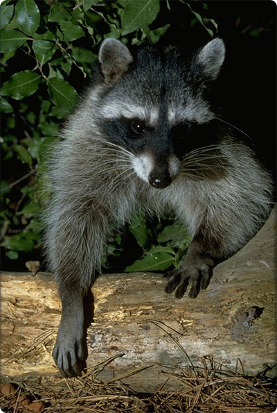 raccoon